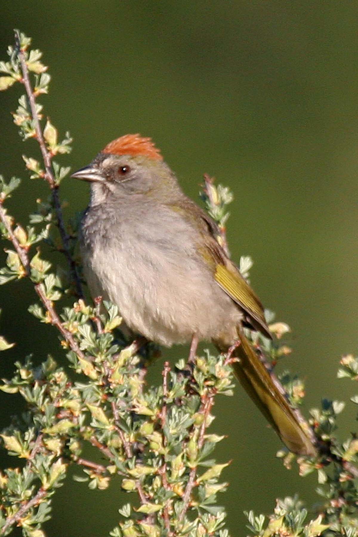 Green-tailed Towhee